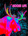 Moose Life