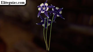 Aquilegia