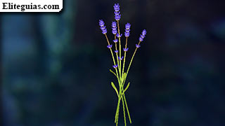 Lavanda