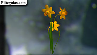 Narciso
