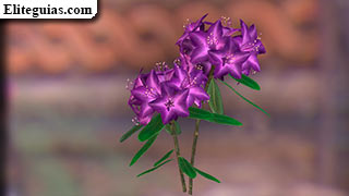 Rododendro