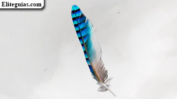 Arrendajo