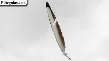 Gaviota reidora