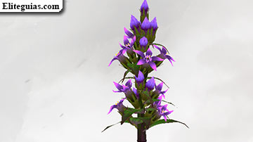 Genciana