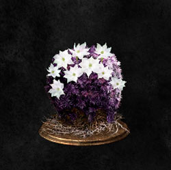 Mata de musgo morado en flor