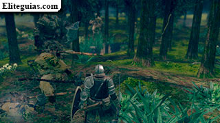 Bosque Real