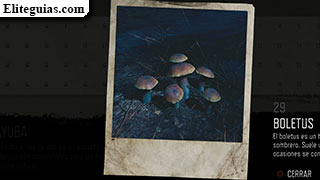 Boletus