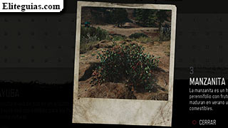 Manzanita