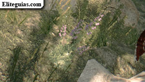 Lavanda