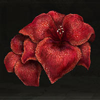 Amarilis sanguino
