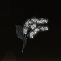 Convalaria sepulcral [3]