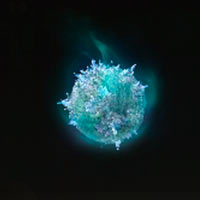 Esfera de Sellen