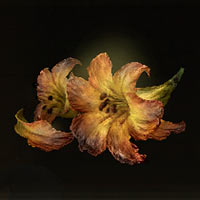 Flor &aacute;urea