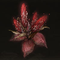 Flor c&aacute;lida de drag&oacute;n
