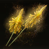 Flor de Altus