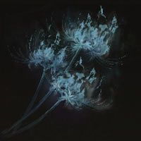 Flor de llama espectral