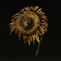 Girasol dorado marchito
