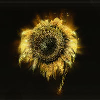 Girasol dorado