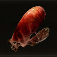 Ovario de pulpo de tierra