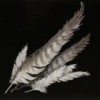 Pluma de halc&oacute;n tormentoso