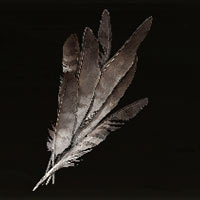 Pluma de vuelo