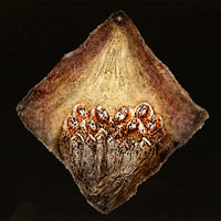 Talism&aacute;n del lienzo de la fe