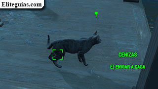gato Cenizas