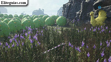 Faena y doma de chocobo