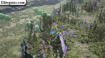 Faena y doma de chocobo
