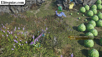 Faena y doma de chocobo