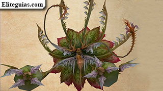 Raflesia
