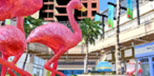 flamenco
