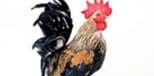 gallina