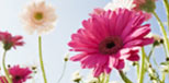 gerbera