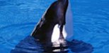 orca