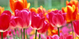 tulip&aacute;n