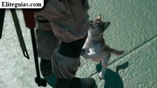 D-Dog cachorro