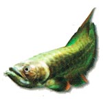 Arowana