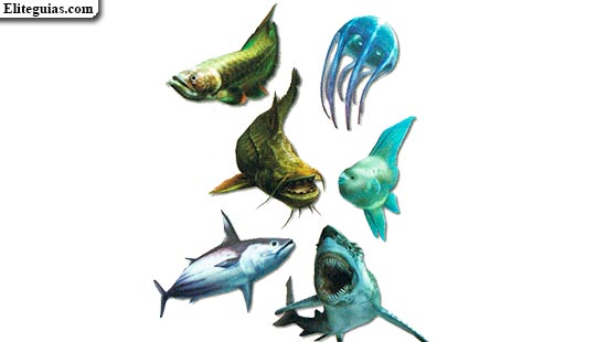 Pescado
