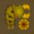 Konchu