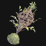 Jaula de noctiluca