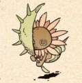 Florarca