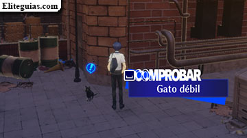 gato