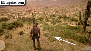 Hueso: desfiladero de Jorge en Cholla Springs