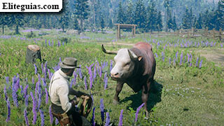 Rancho para principiantes