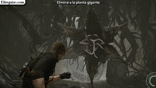 Planta 43