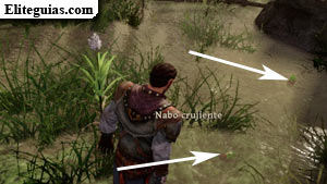 Nabos crujientes