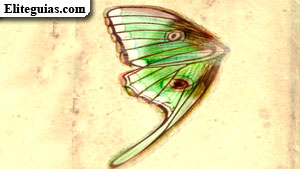 Ala de actias luna