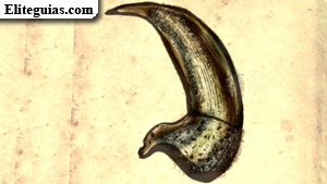 Garra de bruja cuervo