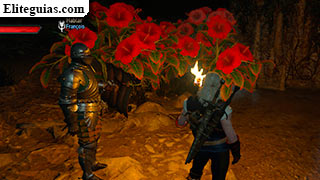 flores rojas